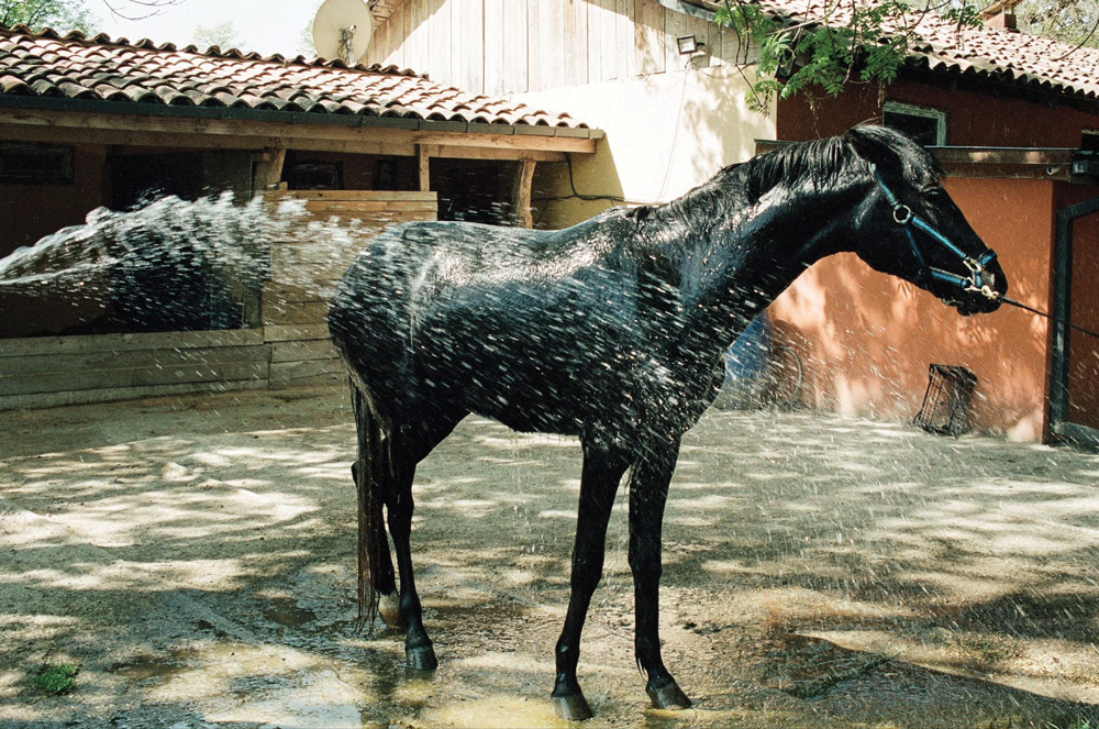  Global wellness reset this year